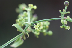 Rubia cordifolia